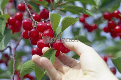 Hand picking cherries from a tree, Ontario