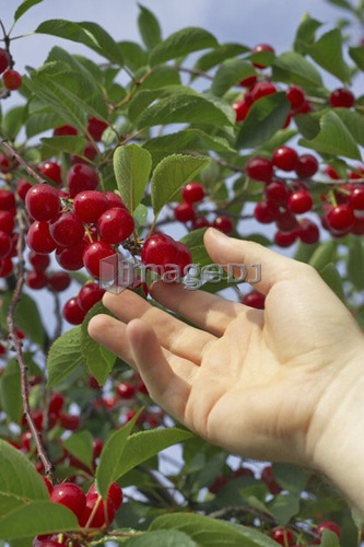 Hand picking cherries from a tree, Ontario