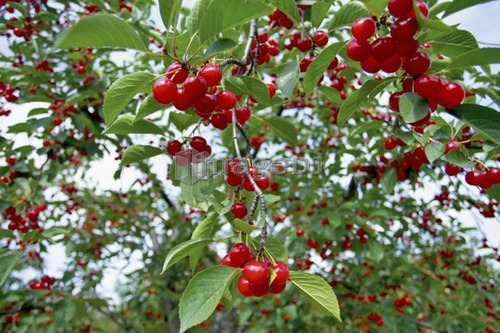 Leaves, branches, and fruit of a cherry tree, Ontario