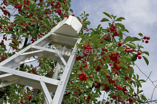 Ladder with basket on top leaning against a cherry tree, Ontario