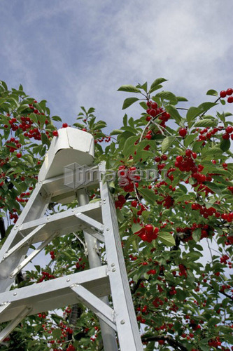 Ladder with basket on top leaning against a cherry tree, Ontario