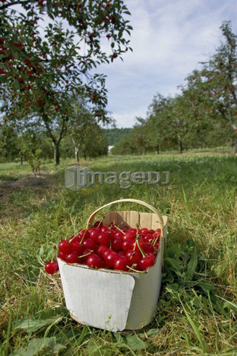 Basket of cherries sitting on the grass in cherry orchard, Ontario