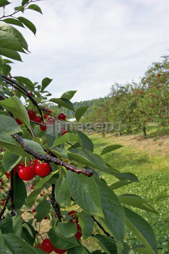 Cherry tree orchard, Ontario