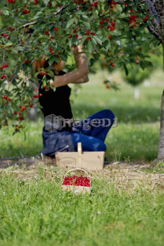Lady picking cherries from tree, Ontario