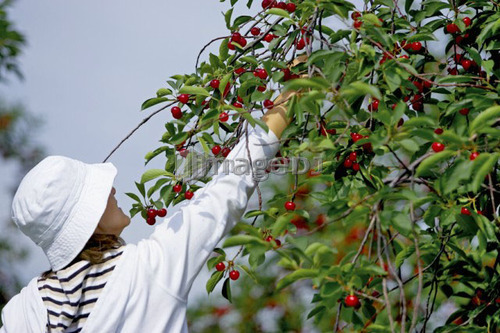Lady in white picking cherries from tree