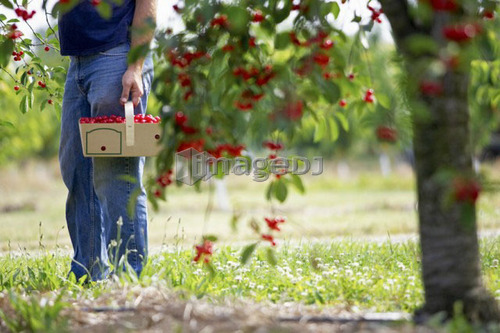 Man holding basket of cherries in cherry tree orchard