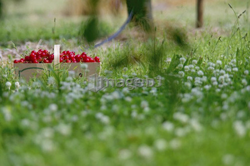 Basket of cherries sitting on the grass in cherry orchard, Ontario