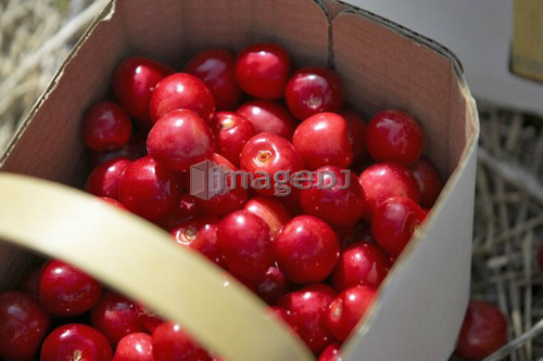 Basket of cherries, Ontario