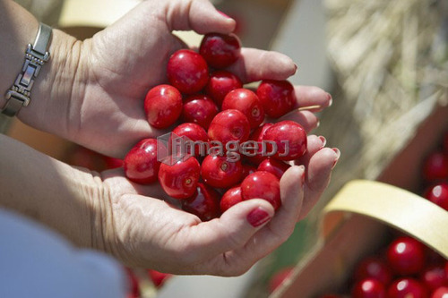 Handful of red cherries, Ontario