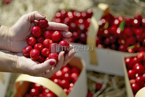 Handful of red cherries with baskets of cherries in background, Ontario