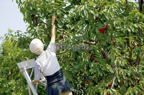 Lady on ladder picking cherries from cherry tree, Ontario