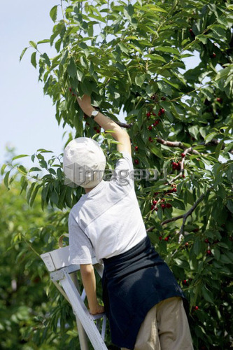 Lady on ladder picking cherries from cherry tree