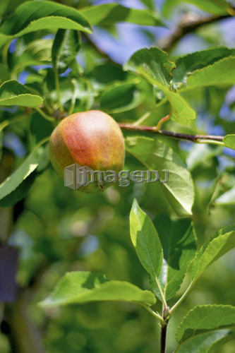 Apple hanging from branch in tree