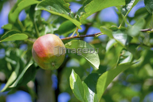 Apple hanging from branch in tree, Ontario