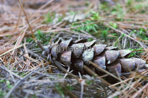 Pine Cone, Baysville, Ontario.
