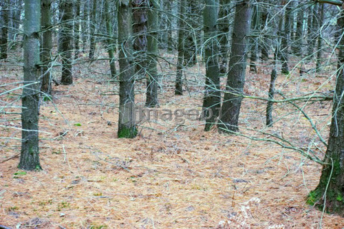 Forest, Baysville, Ontario.