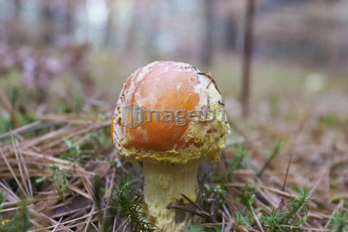 Mushroom, Baysville, Ontario.