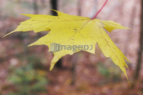 Maple Leaf, Baysville, Ontario.