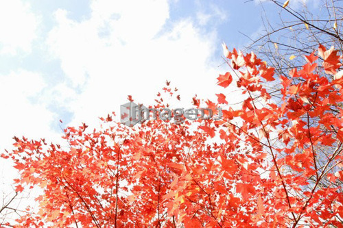 Fall Leaves, Baysville, Ontario.