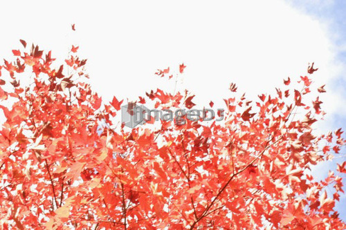 Fall Leaves, Baysville, Ontario.