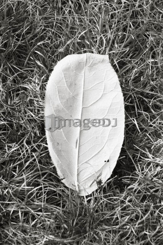 Birch Leaf