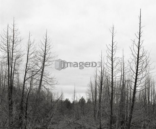 Dead Forest, Rockwood, Ontario