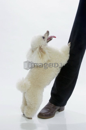 Standard poodle standing against leg of person