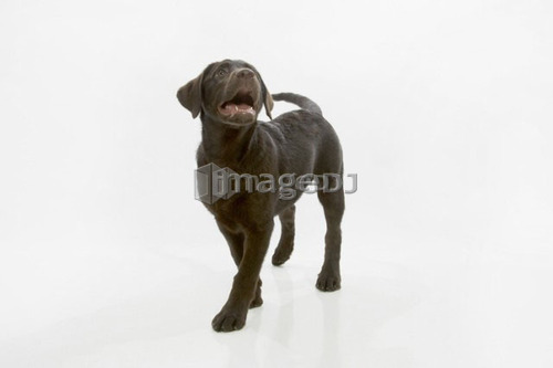 Chocolate labrador puppy, walking and looking up with mouth open