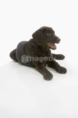 Chocolate labrador puppy, laying with paws stretched out, mouth open