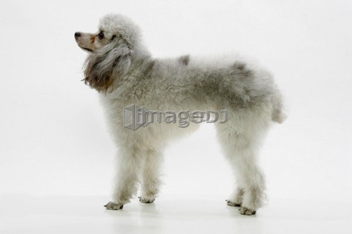 Profile of standard poodle standing