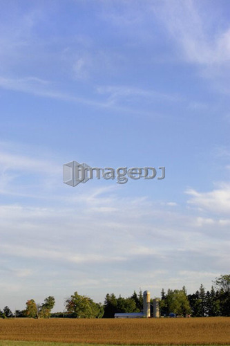 Sky scape with farm and wheat field, Drumbo, Ontario