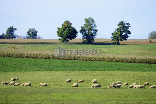 Sheep grazing in a field of grass, North Dumfries, Ontario