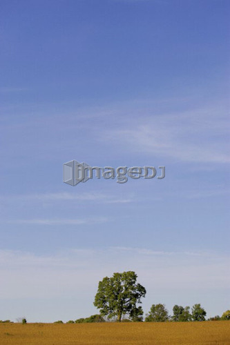 Skyscape with tree line and wheat field, North Dumfries