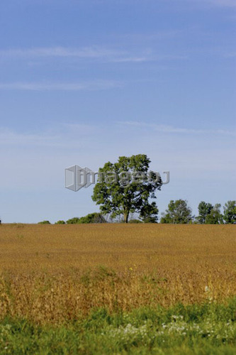 Landscape of wheat field and tree line with blue sky North Dumfries