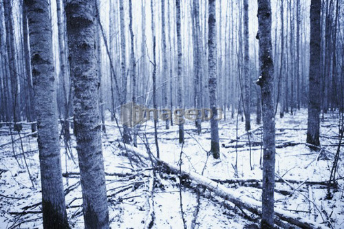 Grove of poplar trees, duotone, Alberta