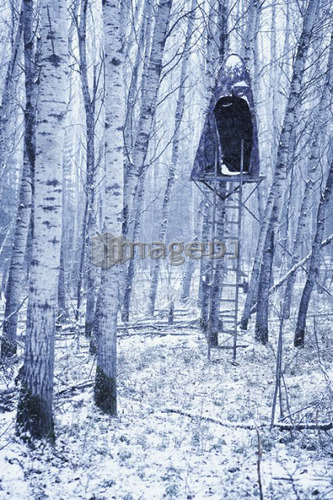 Grove of poplar trees with hunting blind in tree, duotone, Alberta