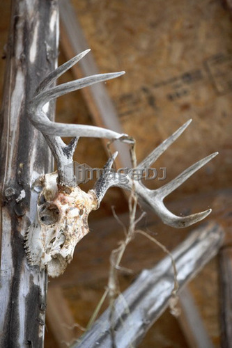 Hunting trophy of antlers hanging on wall of hunting cabin, Alberta