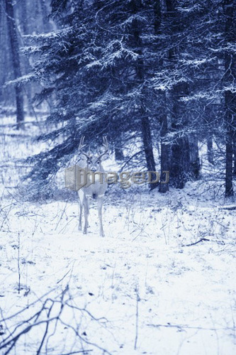 Duotone, deer in grove of trees, Alberta