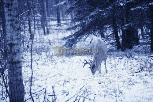 Duotone, deer in grove of trees, Alberta