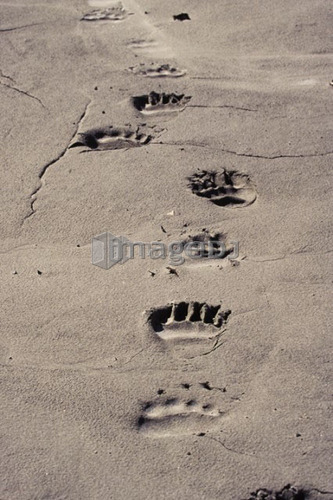 Grizzly Bear tracks in mud along Tatsheshini river, Kluane National Park, Yukon, Canada