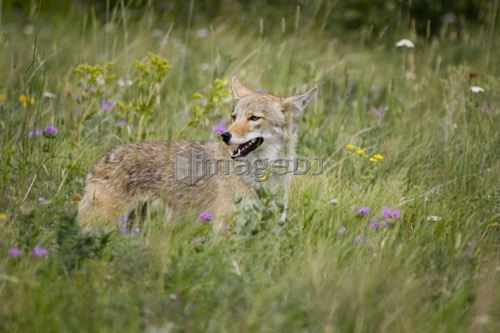 Coyote in field in Rocky Mountain Foothills, Waterton Lakes National Park, Alberta, Canada.