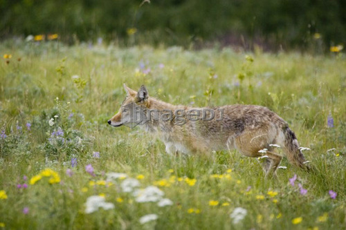 Coyote in field in Rocky Mountain Foothills, Waterton Lakes National Park, Alberta, Canada.