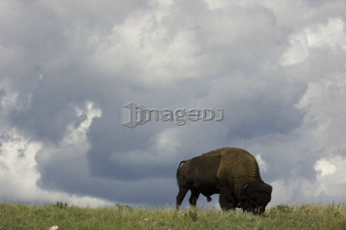 Buffalo in Rocky Mountain Foothills, Waterton Lakes National Park, Alberta, Canada.