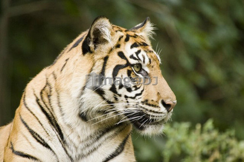 Siberian Tiger at Toronto Zoo, Toronto, Ontario, Canada.