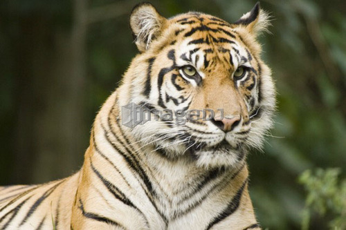 Siberian Tiger at Toronto Zoo, Toronto, Ontario, Canada.