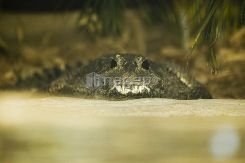 Smooth-fronted Caiman at Toronto Zoo, Toronto, Ontario, Canada.