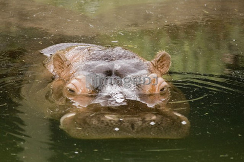 River Hippopotamus at Toronto Zoo, Toronto, Ontario, Canada.