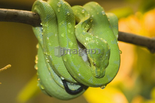 Green Tree Python at Toronto Zoo, Toronto, Ontario, Canada.