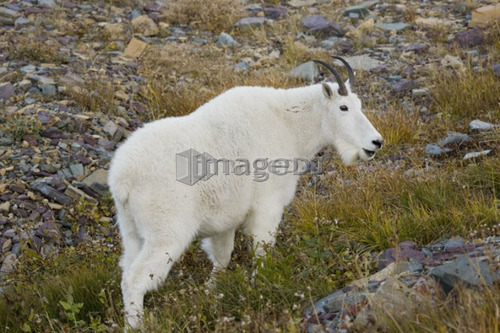 Mountain goat near Logan Pass, Glacier National Park Montana, USA