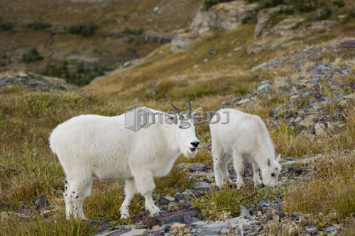 Mountain goats near Logan Pass, Glacier National Park Montana, USA